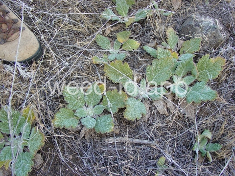 sage, Mediterranean